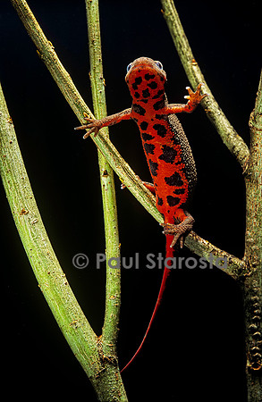 Cynops pyrrhogaster (triton à ventre de feu)