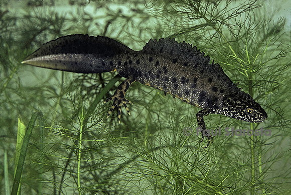 Triturus cristatus (triton crêté) - mâle