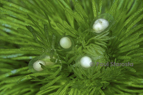 Lissotriton helveticus (triton palmé) - œufs