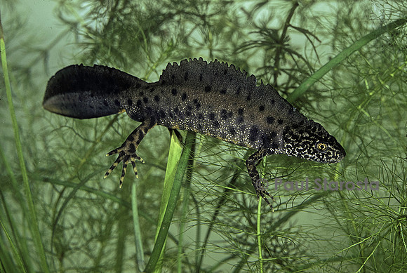 Triturus cristatus (triton crêté) - mâle
