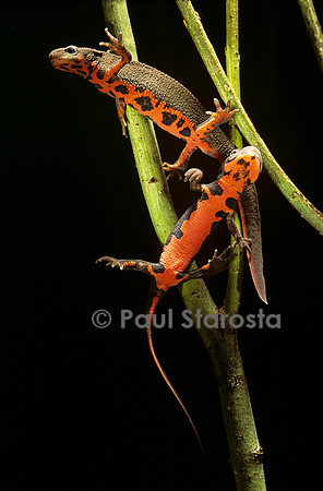 Cynops pyrrhogaster