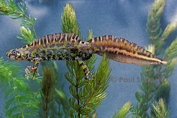 Triturus marmoratus (triton marbré)