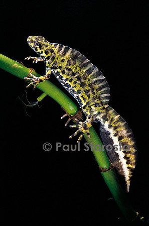Triturus marmoratus (triton marbré)