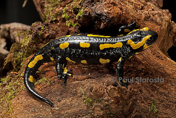 Salamandra salamandra terrestris (salamandre tachetée)