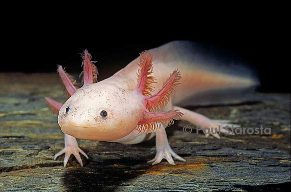 Ambystoma mexicanum f. leucistic (axolotl)
