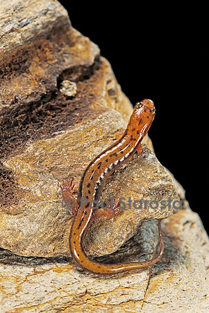 Eurycea bislineata