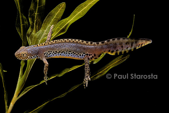 Ichthyosaura alpestris (triton alpestre)