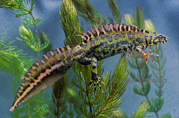 Triturus marmoratus (triton marbré)