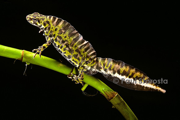 Triturus marmoratus