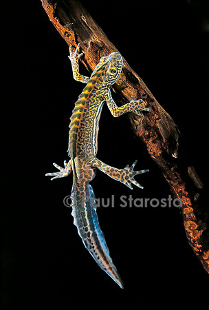 Ommatotriton vittatus