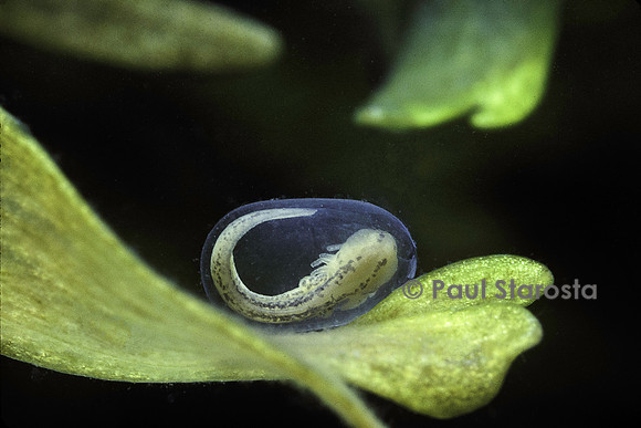 Lissotriton helveticus (triton palmé) - larve dans l'œuf