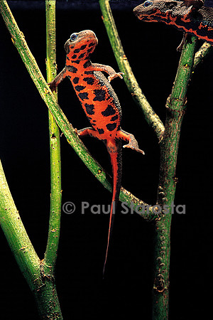 Cynops pyrrhogaster (triton à ventre de feu)