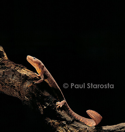Pachyhynobius shangchengensis