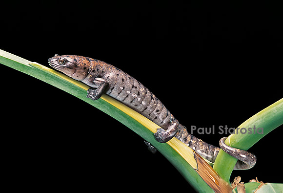Bolitoglossa dofleini