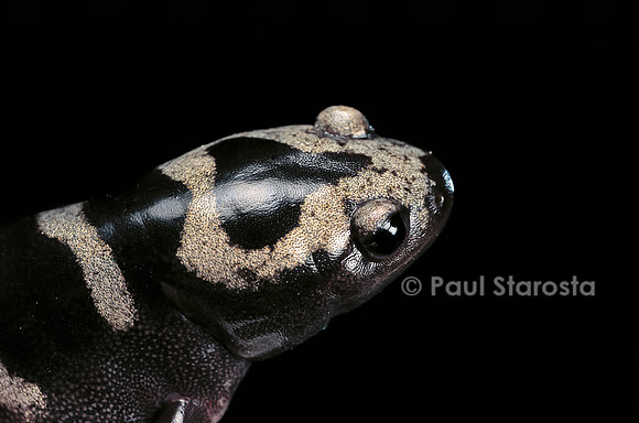 Ambystoma opacum