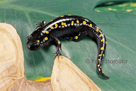 Ambystoma maculatum
