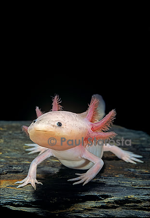 Ambystoma mexicanum f. leucistic (axolotl)