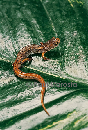 Hemidactylium scutatum
