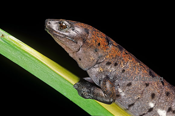 Bolitoglossa dofleini