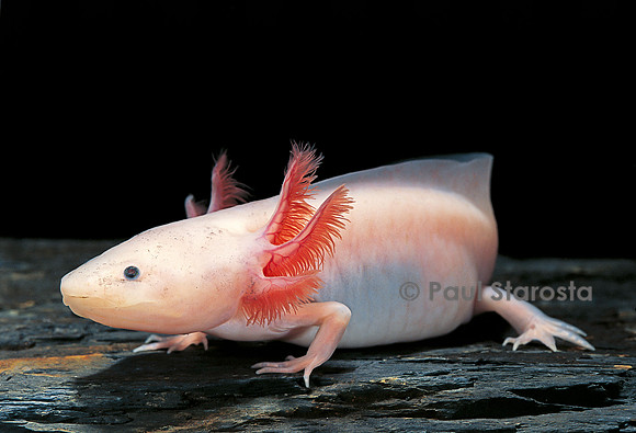 Ambystoma mexicanum f. leucistic (axolotl)