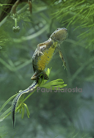 Lissotriton helveticus (triton palmé) - femelle pondant un œuf