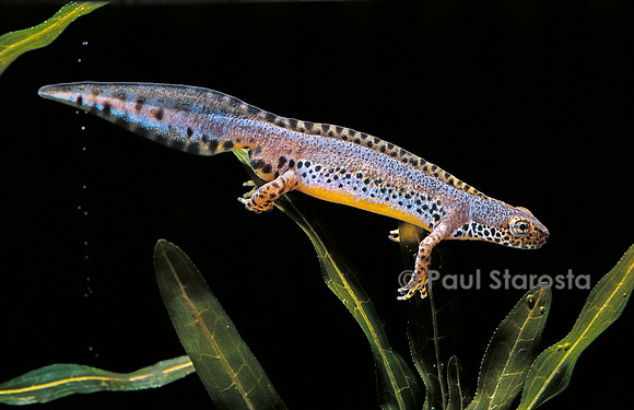 Ichthyosaura alpestris (triton alpestre)