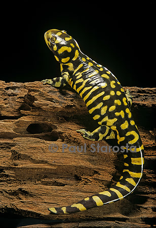 Ambystoma tigrinum tigrinum