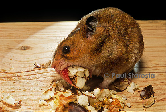Mesocricetus auratus (hamster doré) - vidant ses abajoues