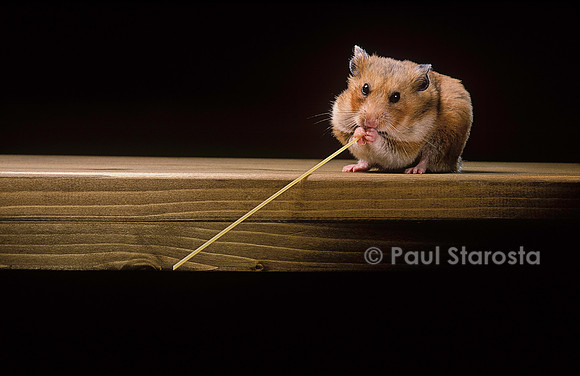 Mesocricetus auratus (hamster doré) - mangeant un spaghetti