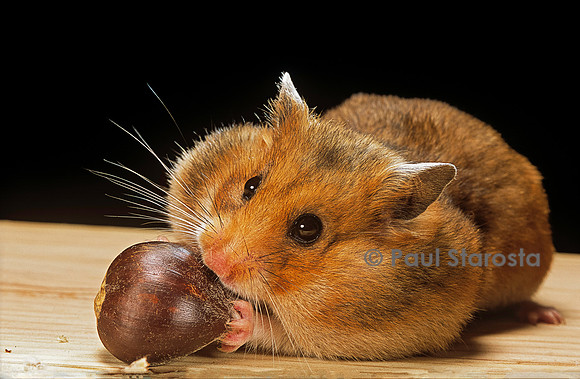 Mesocricetus auratus (hamster doré) - mangeant une châtaigne