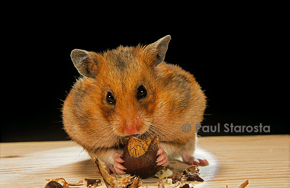 Mesocricetus auratus (hamster doré) - mangeant une châtaigne