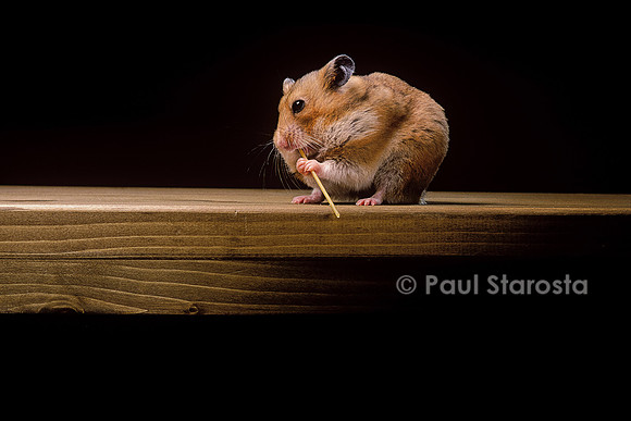 Mesocricetus auratus (hamster doré) - mangeant un spaghetti