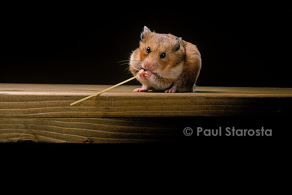 Mesocricetus auratus (hamster doré) - mangeant un spaghetti