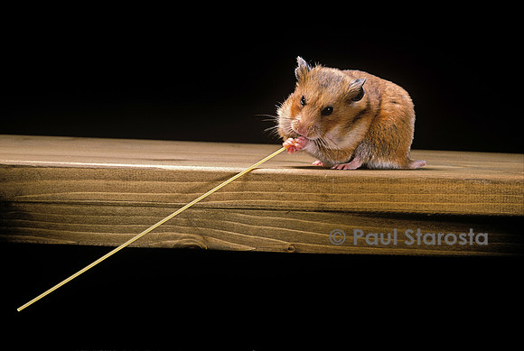 Mesocricetus auratus (hamster doré) - mangeant un spaghetti