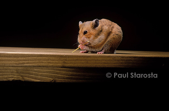 Mesocricetus auratus (hamster doré) - mangeant un spaghetti