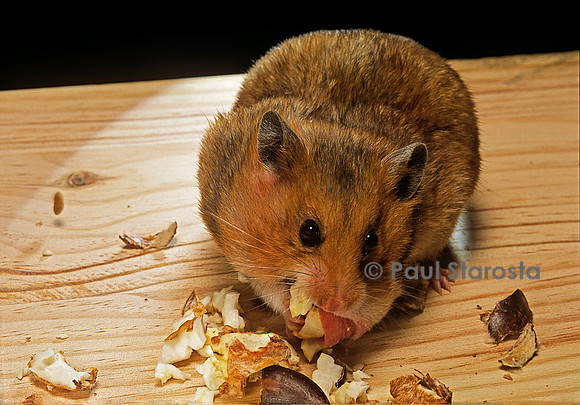 Mesocricetus auratus (hamster doré) - vidant ses abajoues
