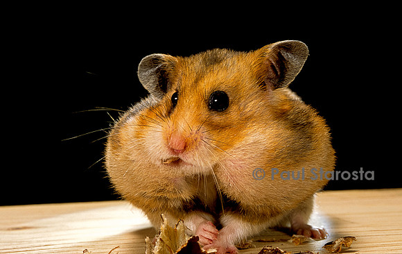 Mesocricetus auratus (hamster doré) - abajoues pleines
