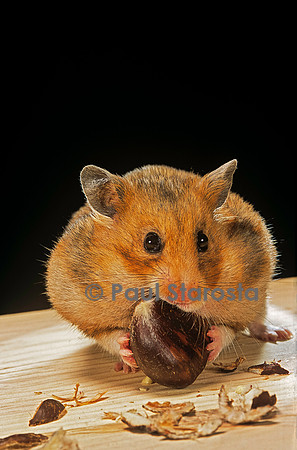 Mesocricetus auratus (hamster doré) - mangeant une châtaigne