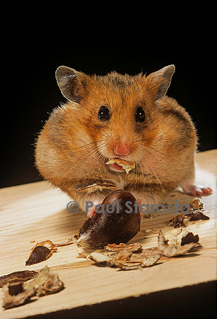 Mesocricetus auratus (hamster doré) - mangeant une châtaigne