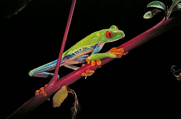 Agalychnis callidryas (grenouille singe)