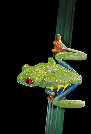 Agalychnis callidryas (grenouille singe)