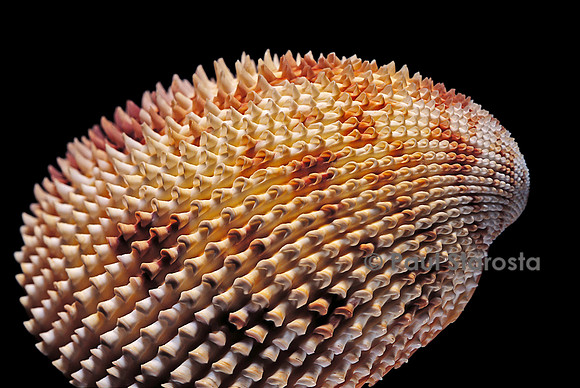 Trachycardium isocardia