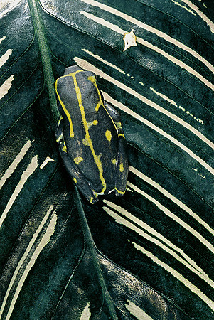 Hyperolius viridiflavus