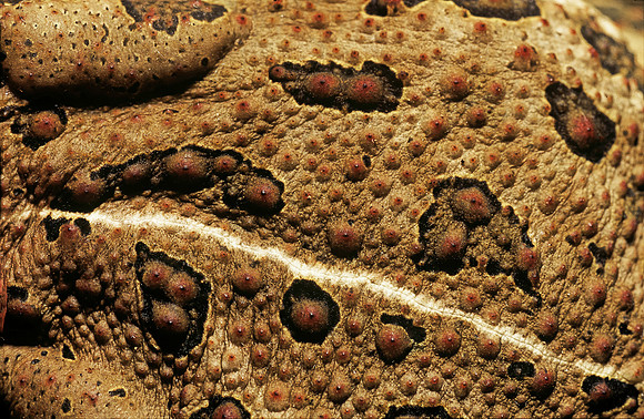 Anaxyrus woodhousii