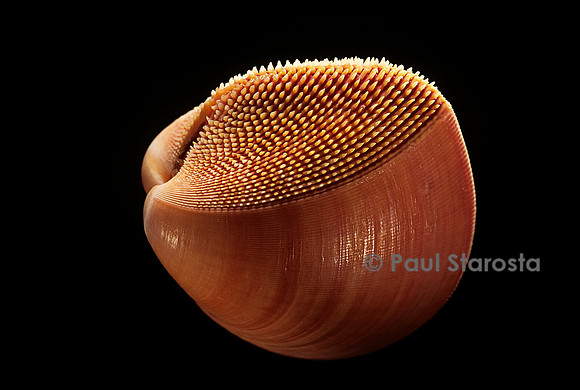 Nemocardium bechei