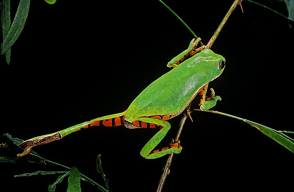 Phyllomedusa hypochondrialis azurea
