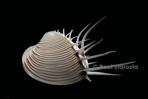 Pitar lupanaria