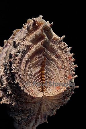Hippopus hippopus