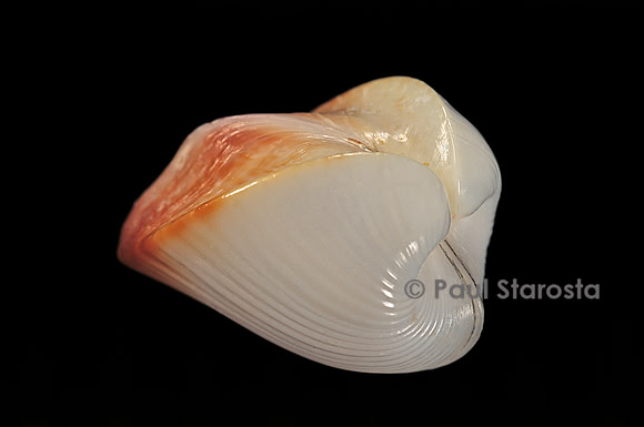 Meiocardia cumingi