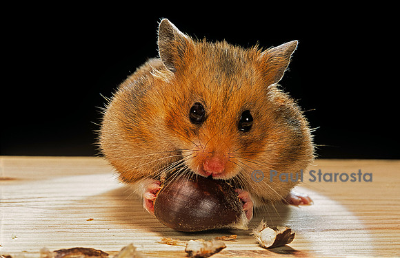 Mesocricetus auratus (hamster doré) - mangeant une châtaigne